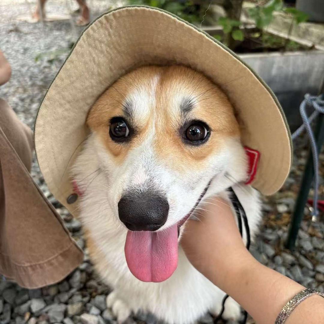 果满满豪仔