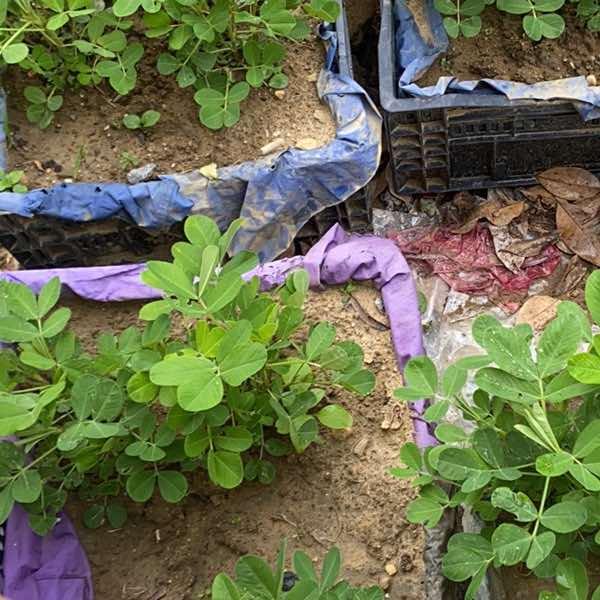 柠红小猫百货号