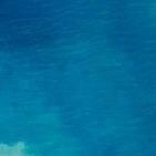 乐可多(中华名园2期店)小鸟儿9直播号