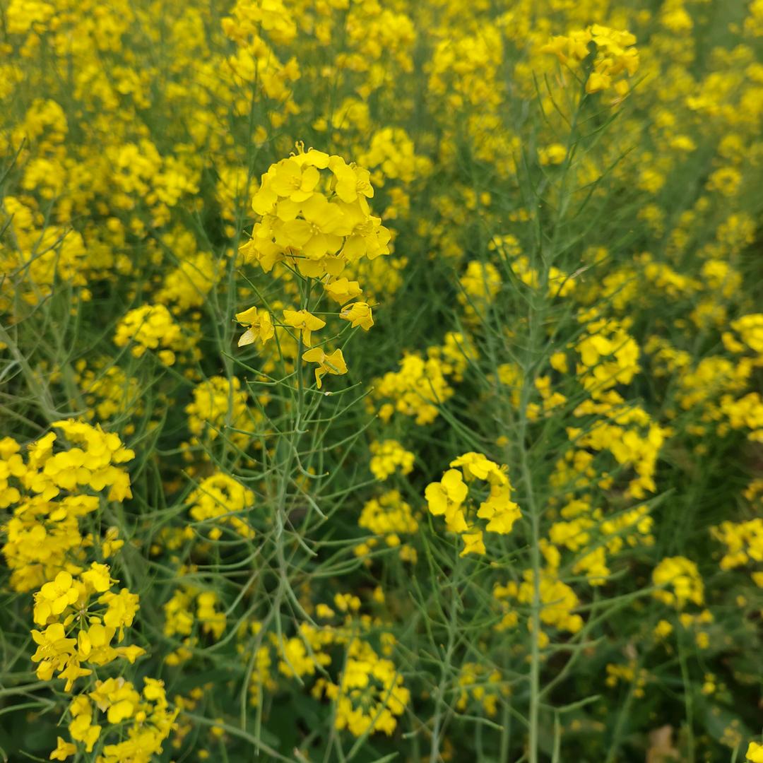 云岩区晟旭周记牛杂全牛火锅店