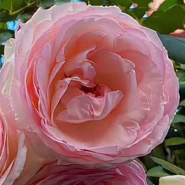 三号 广州枫煦酒店管理直播号