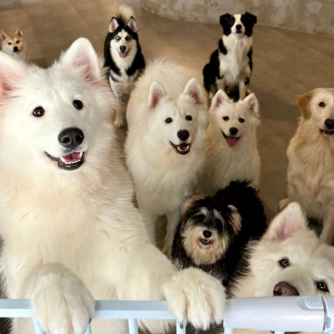 GoGo狗咖官方号