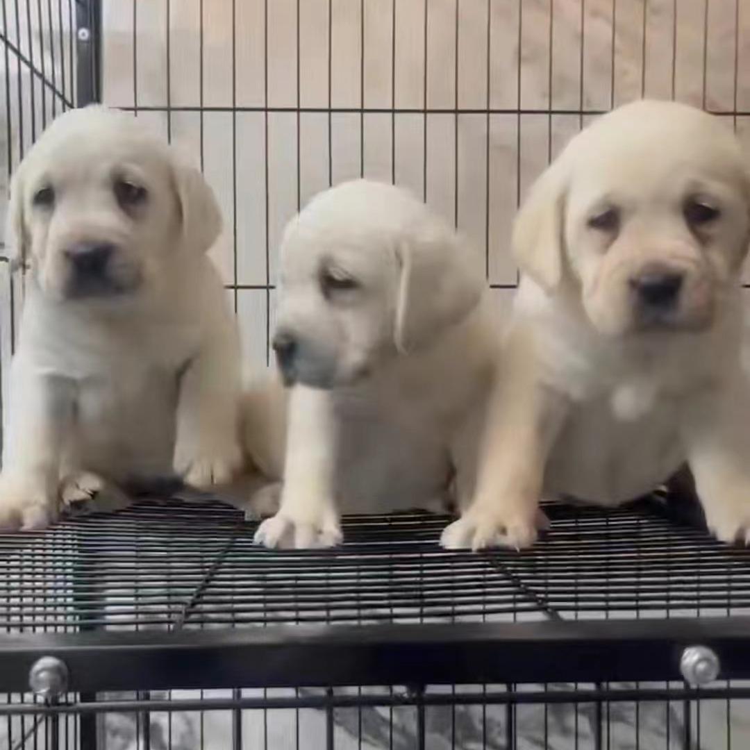 淮安涟水萌犬犬舍-