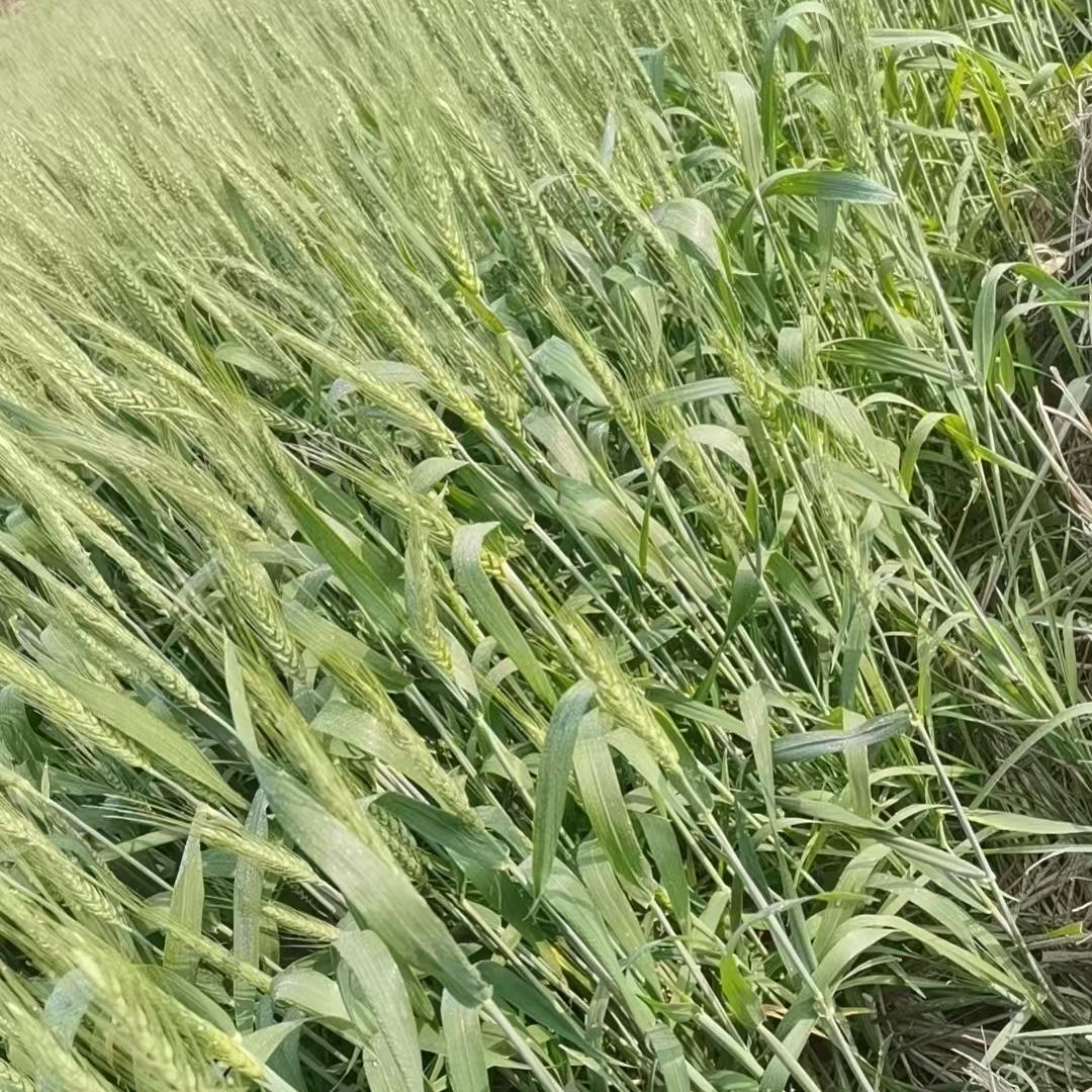 广州胜科建材有限公司客服号