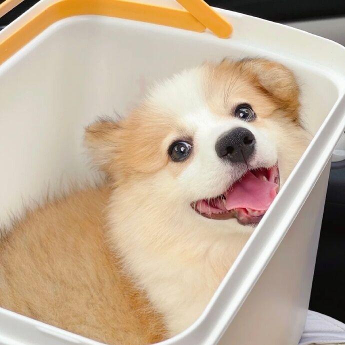 沈阳铭哥柯基犬舍