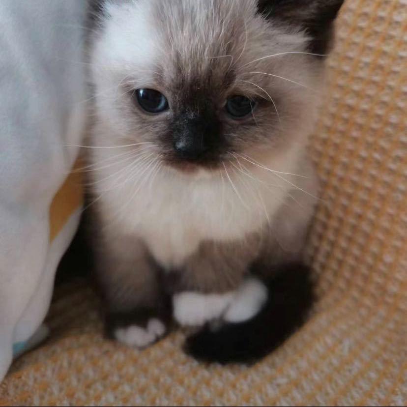 梦动你09米直播号