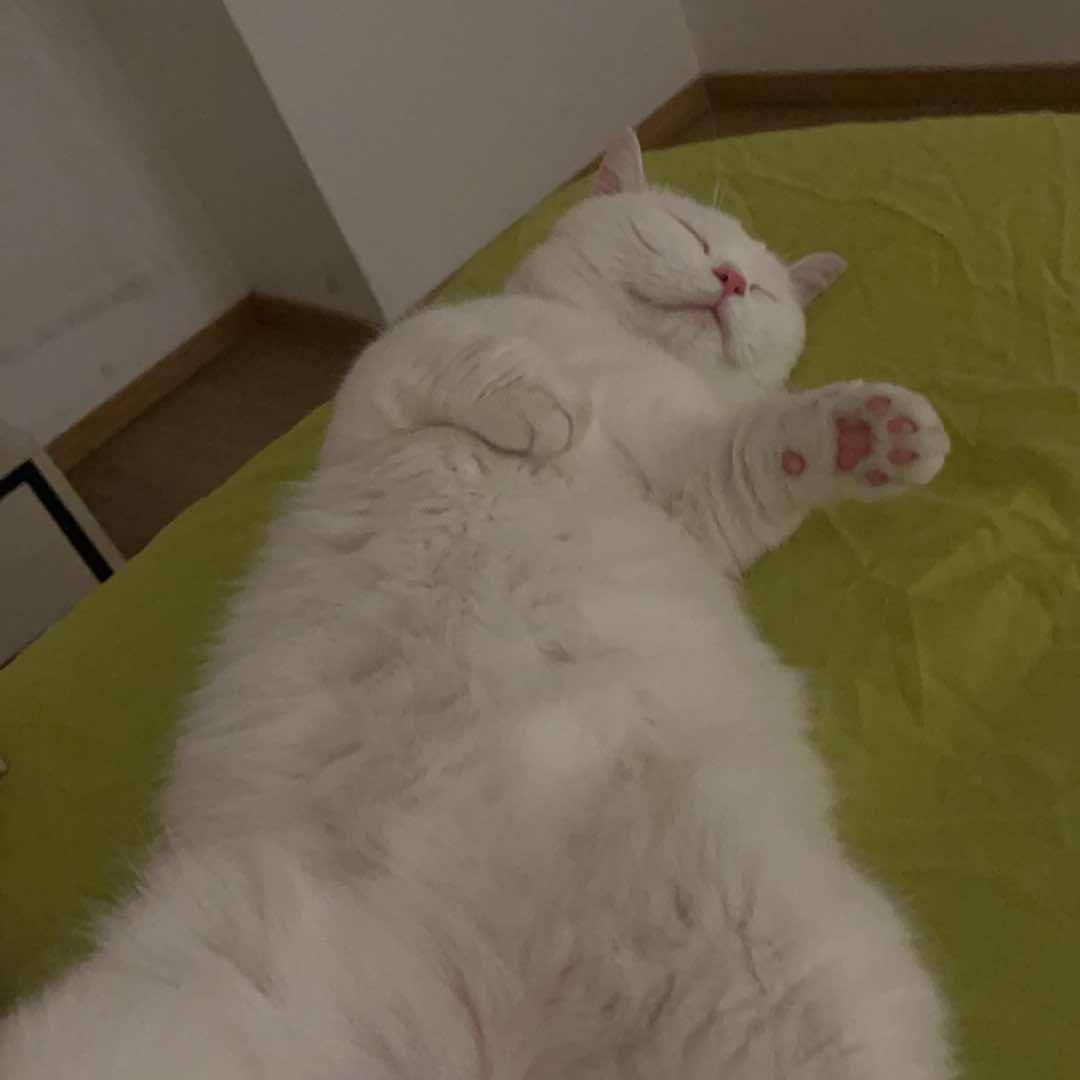新西兰大母牛吖