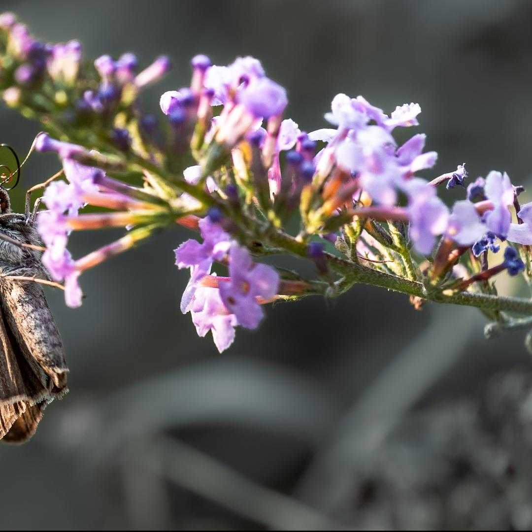 函慕思壹直播号