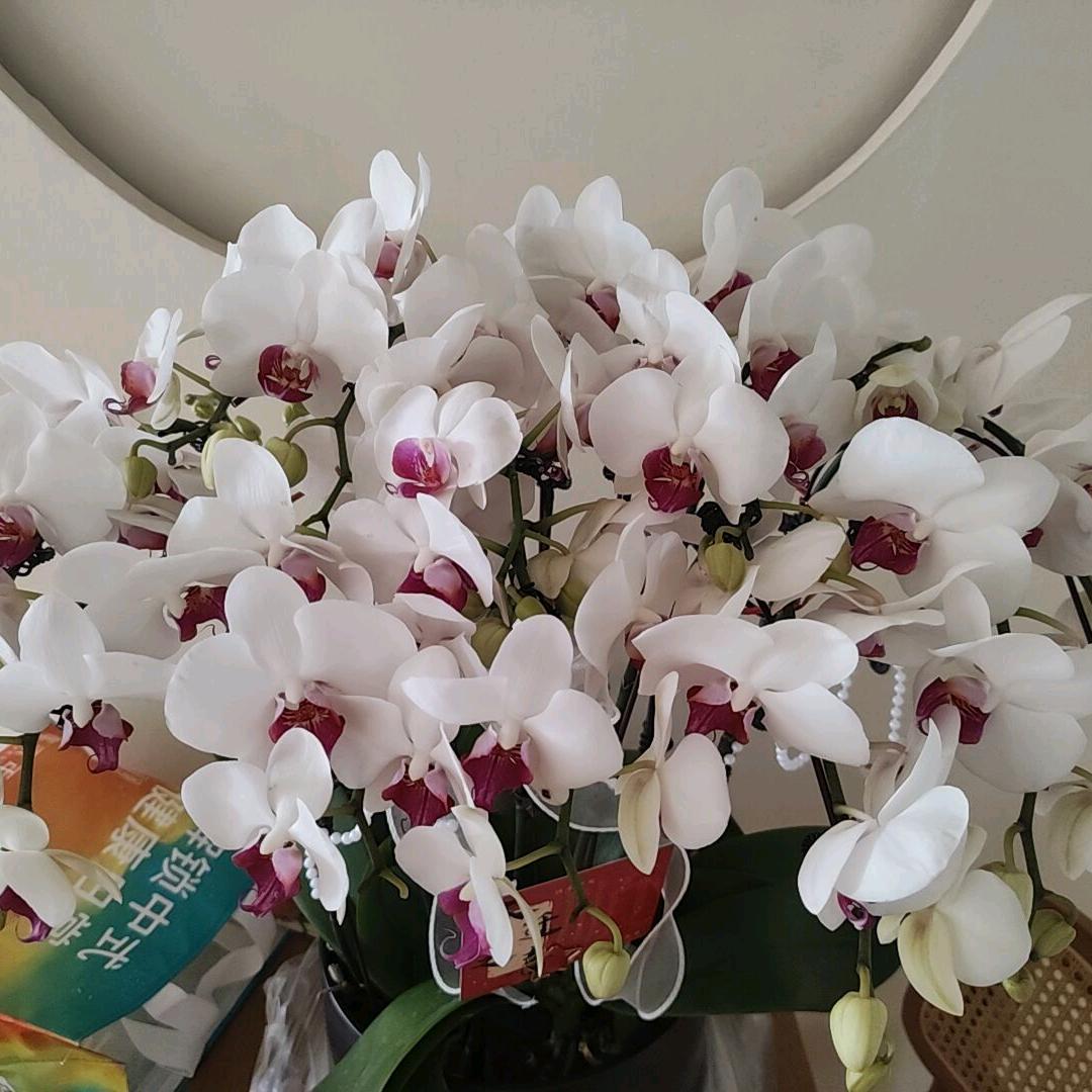 攸县识斯欧商贸宏