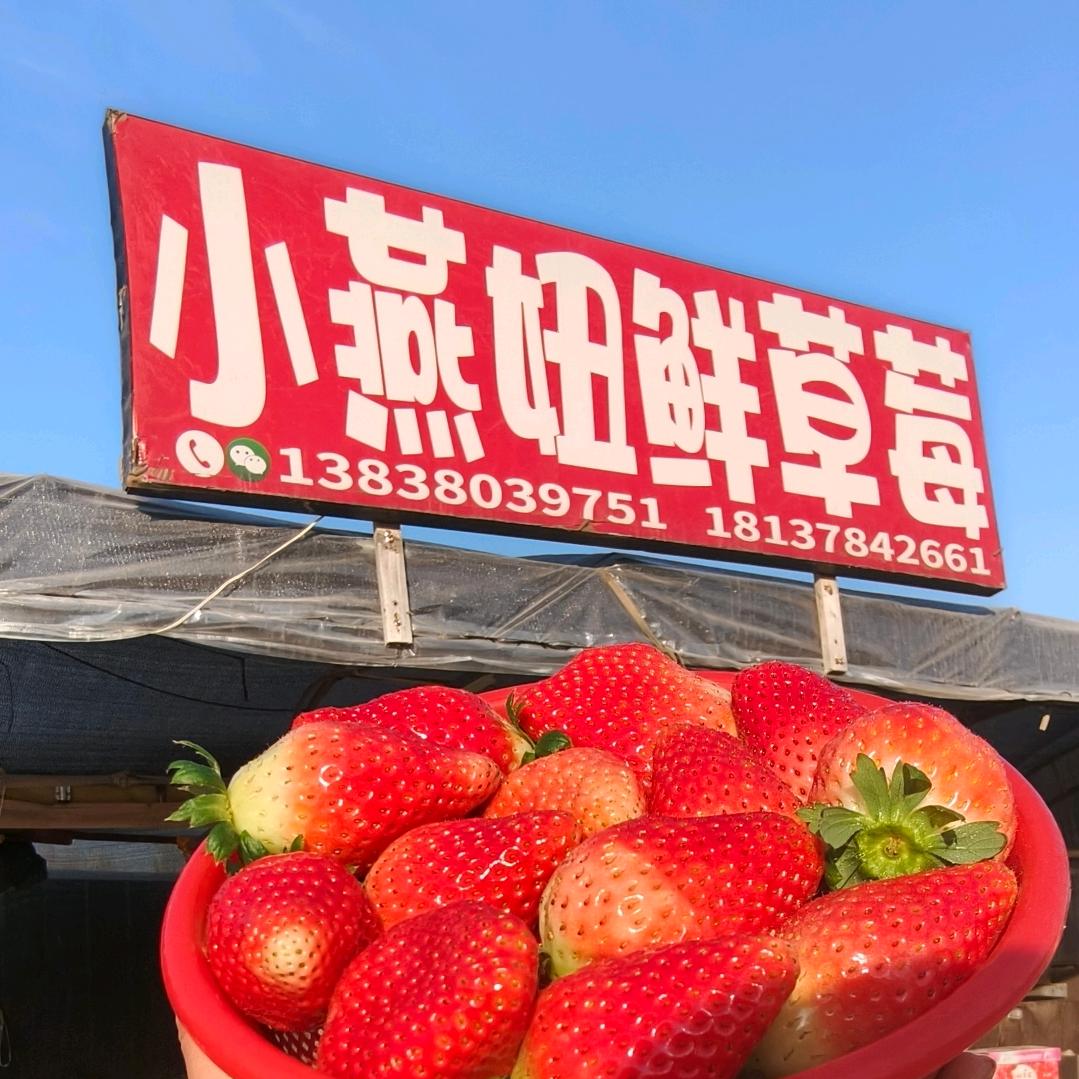 小燕妞鲜草莓