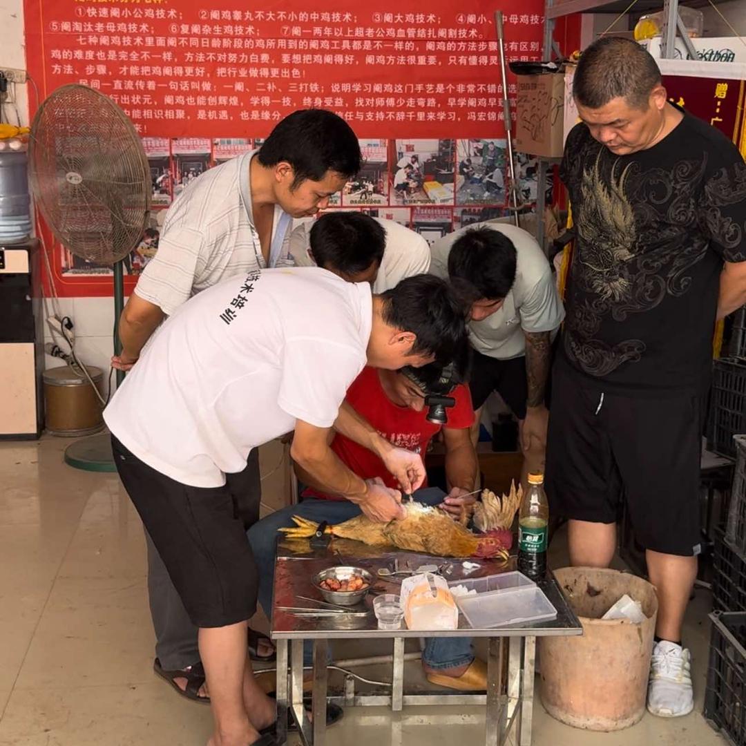 阉鸡手艺人冯宏锦