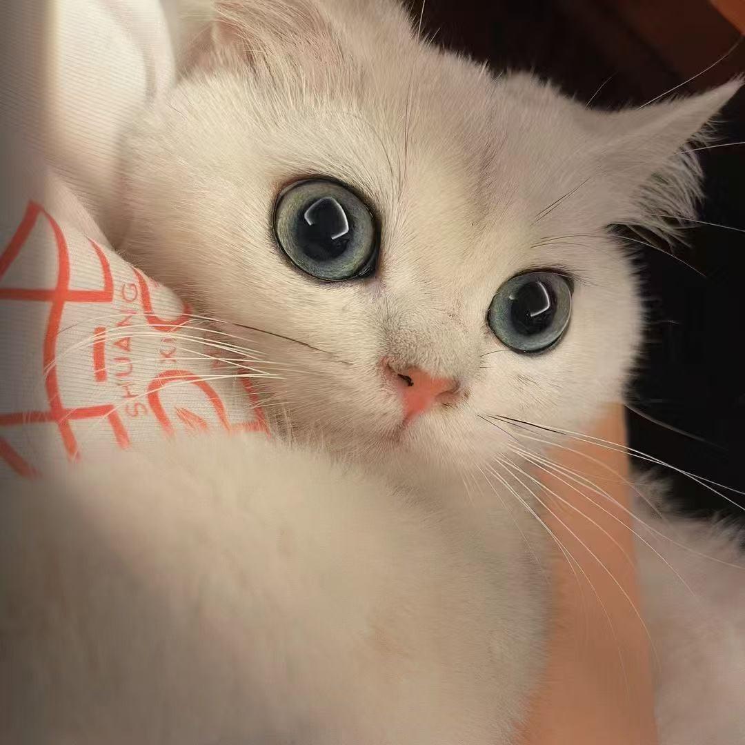 罗森婷好的生活直播