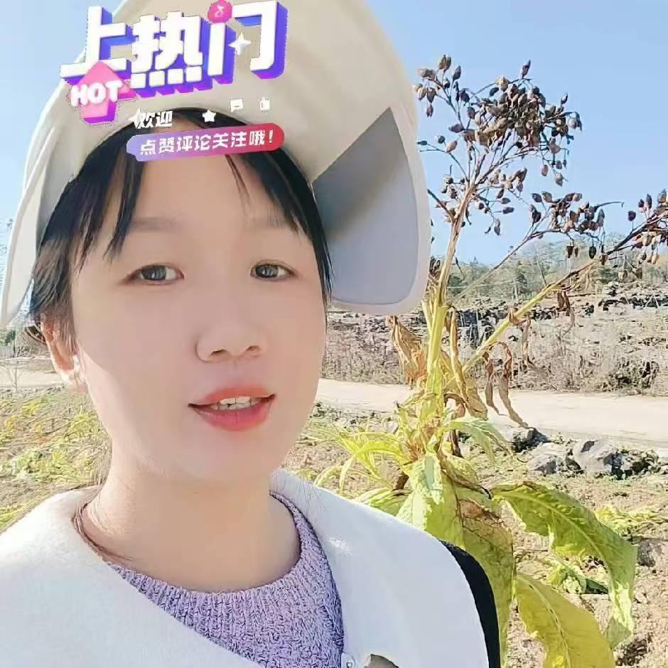 黄金钾 黄金叶小小