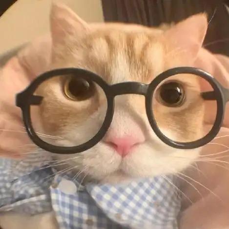 巧克力怪味豆直播号