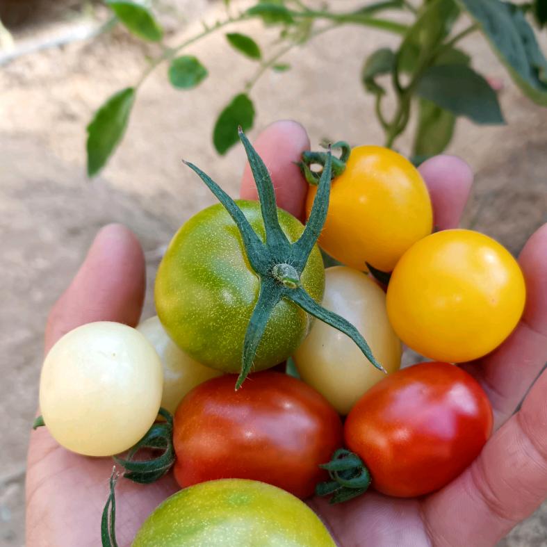 夏日阳光采摘园（首播筹备中中午10点50