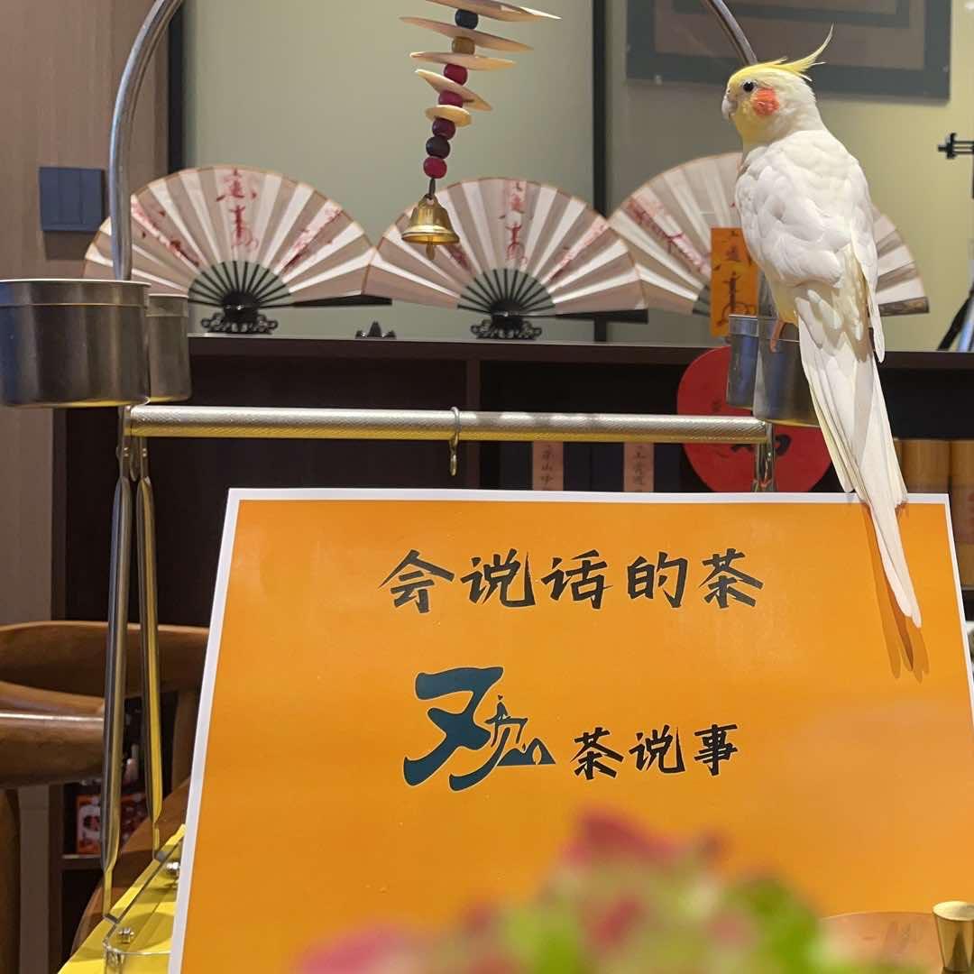 观茶·星空慢吧
