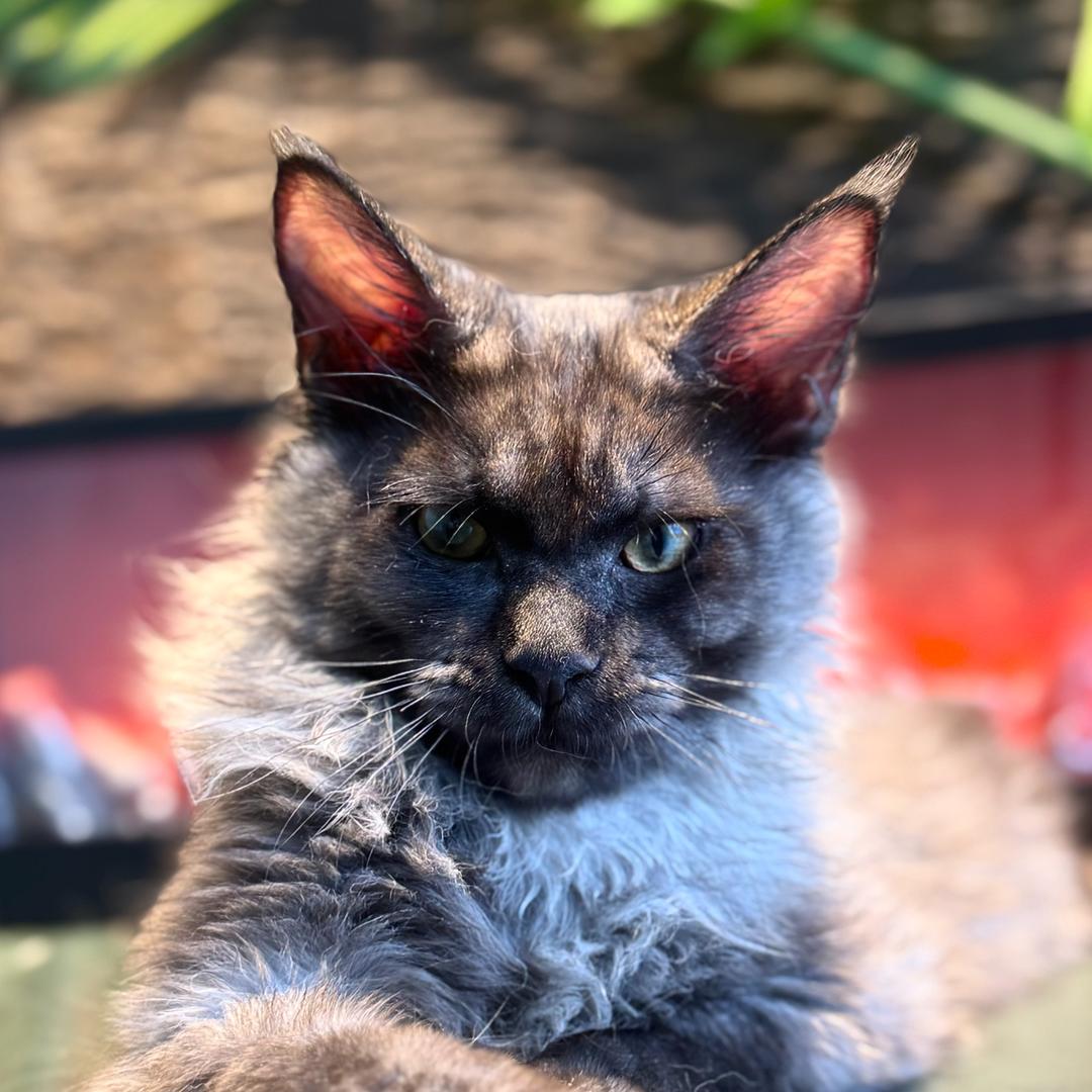 赛级纯种缅因库恩猫六梵猫舍