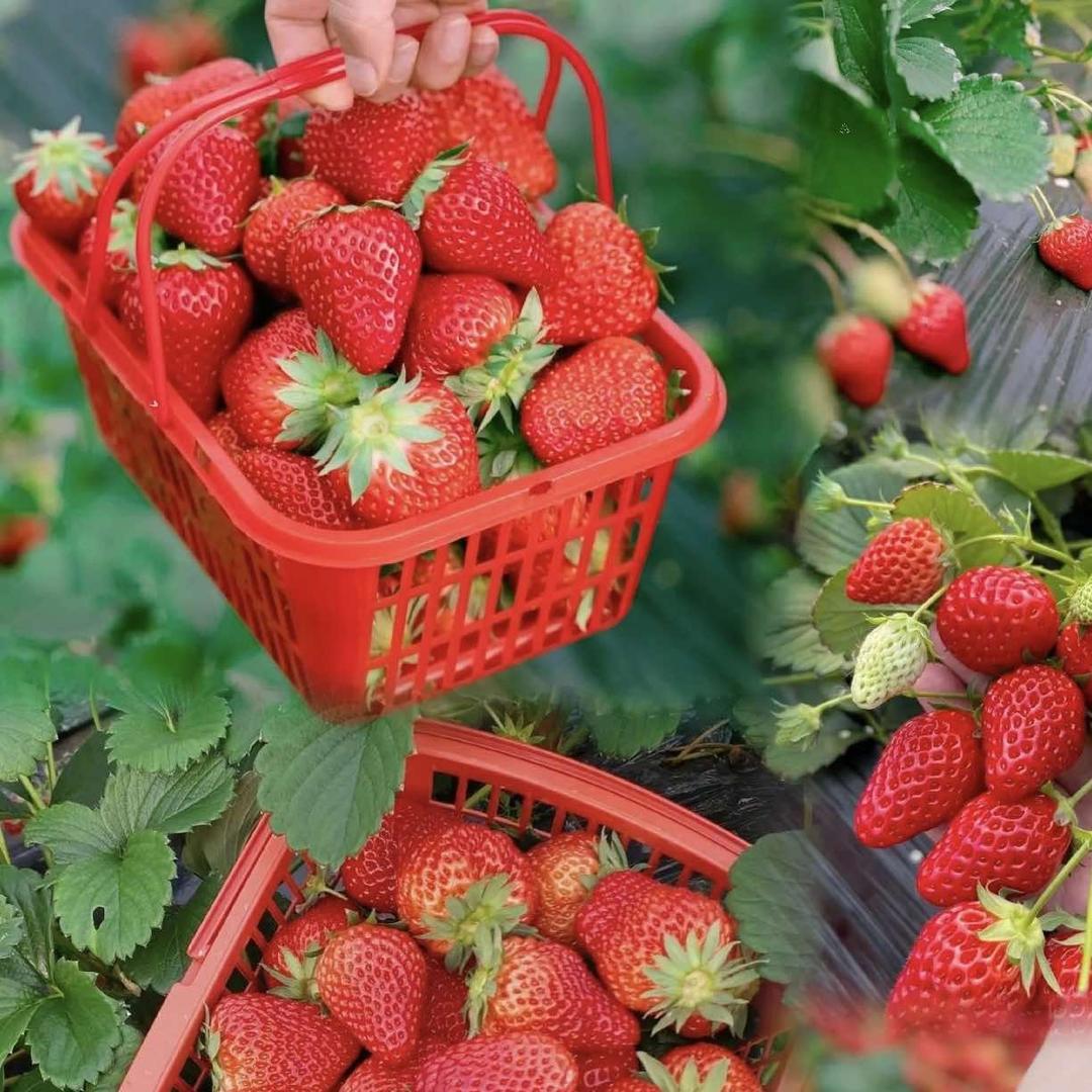 仙谷山草莓采摘园官方号