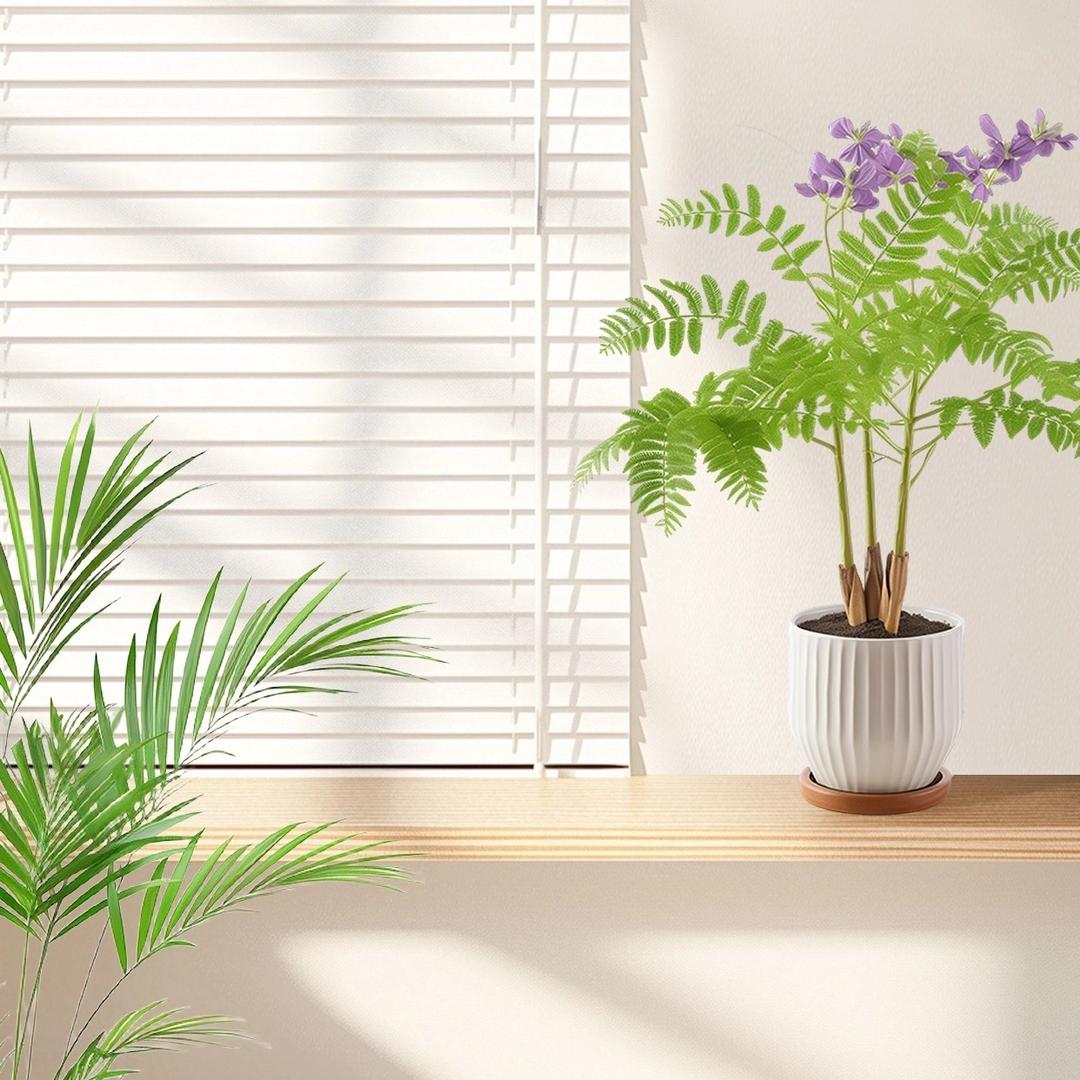 瑞齐百货宠粉号