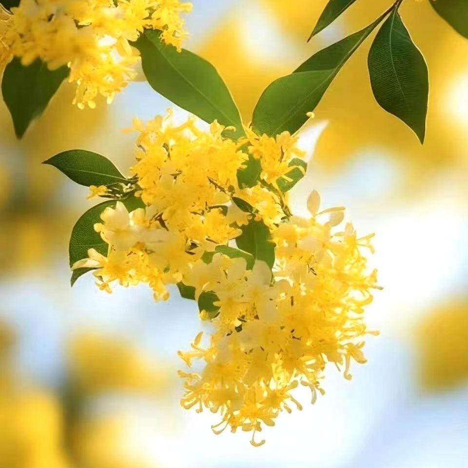 紫童缘优选