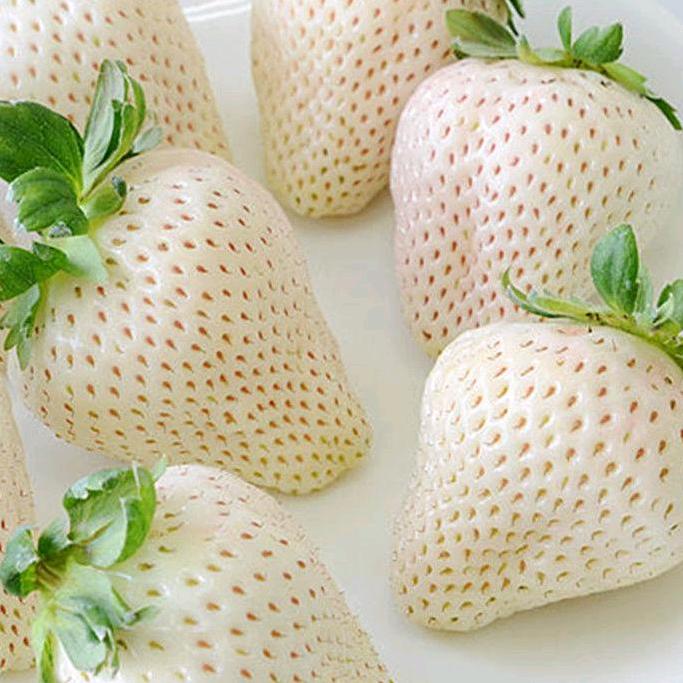 静静草莓采摘园🍓🍓🍓