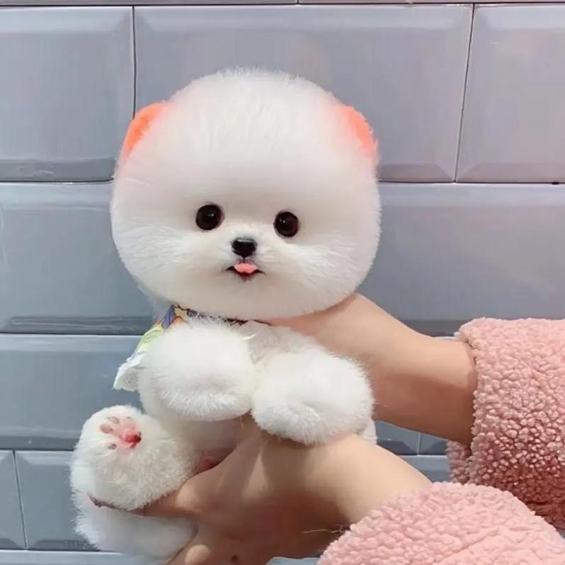 QQ（一九）