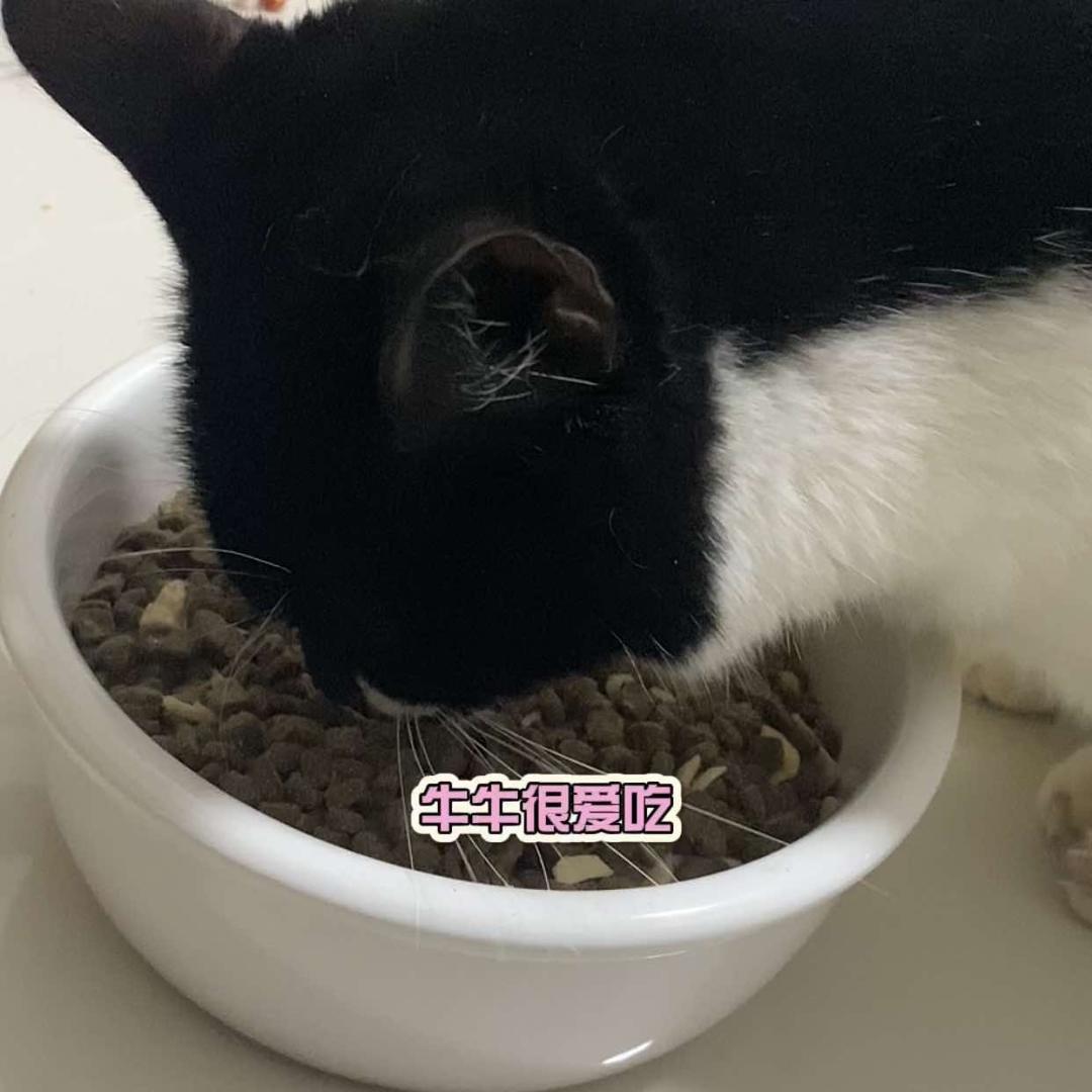 喵有所依
