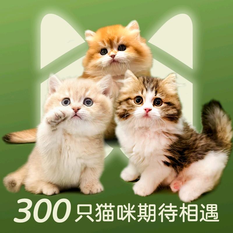 PetHertz猫咪馆-韩