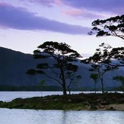 楠哲网络传媒直播号