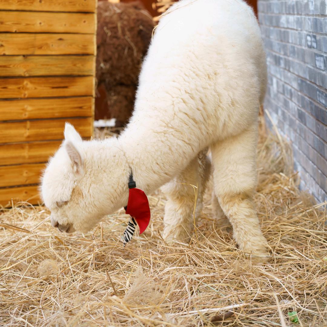 邯郸园博园嘟噜噜萌宠王国