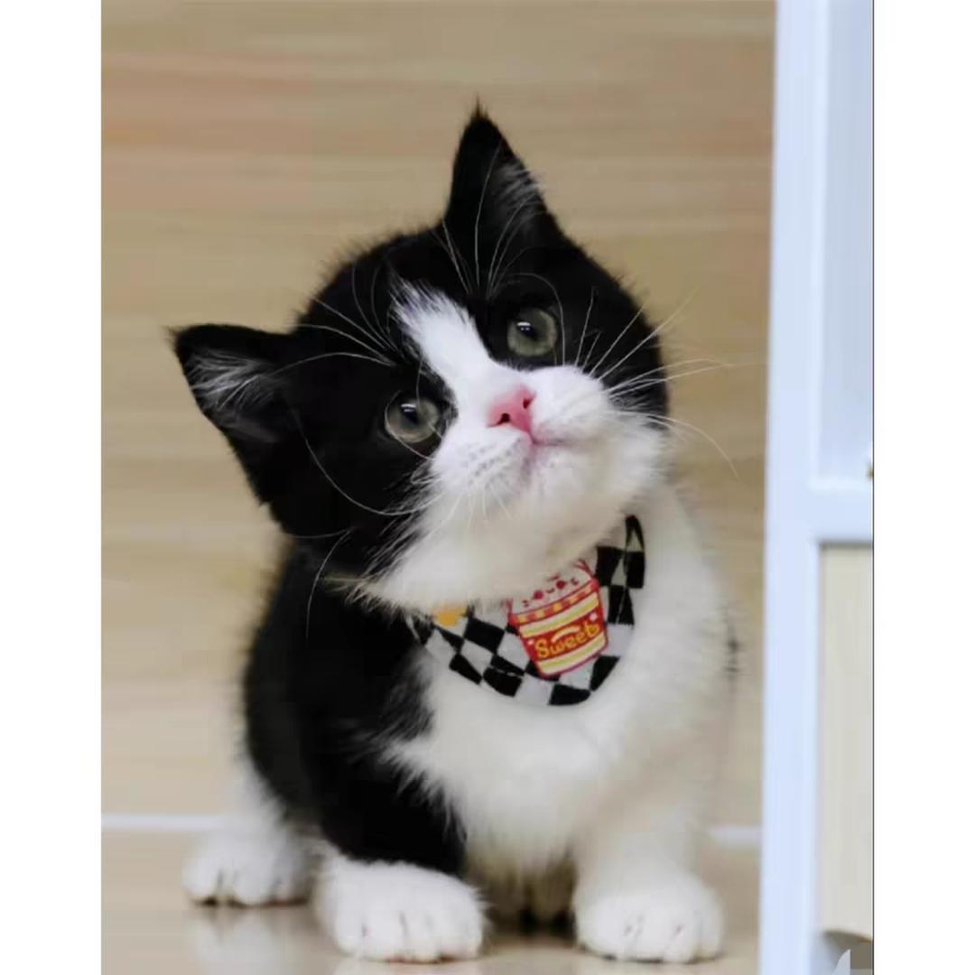 摩羯座电竞馆官方号