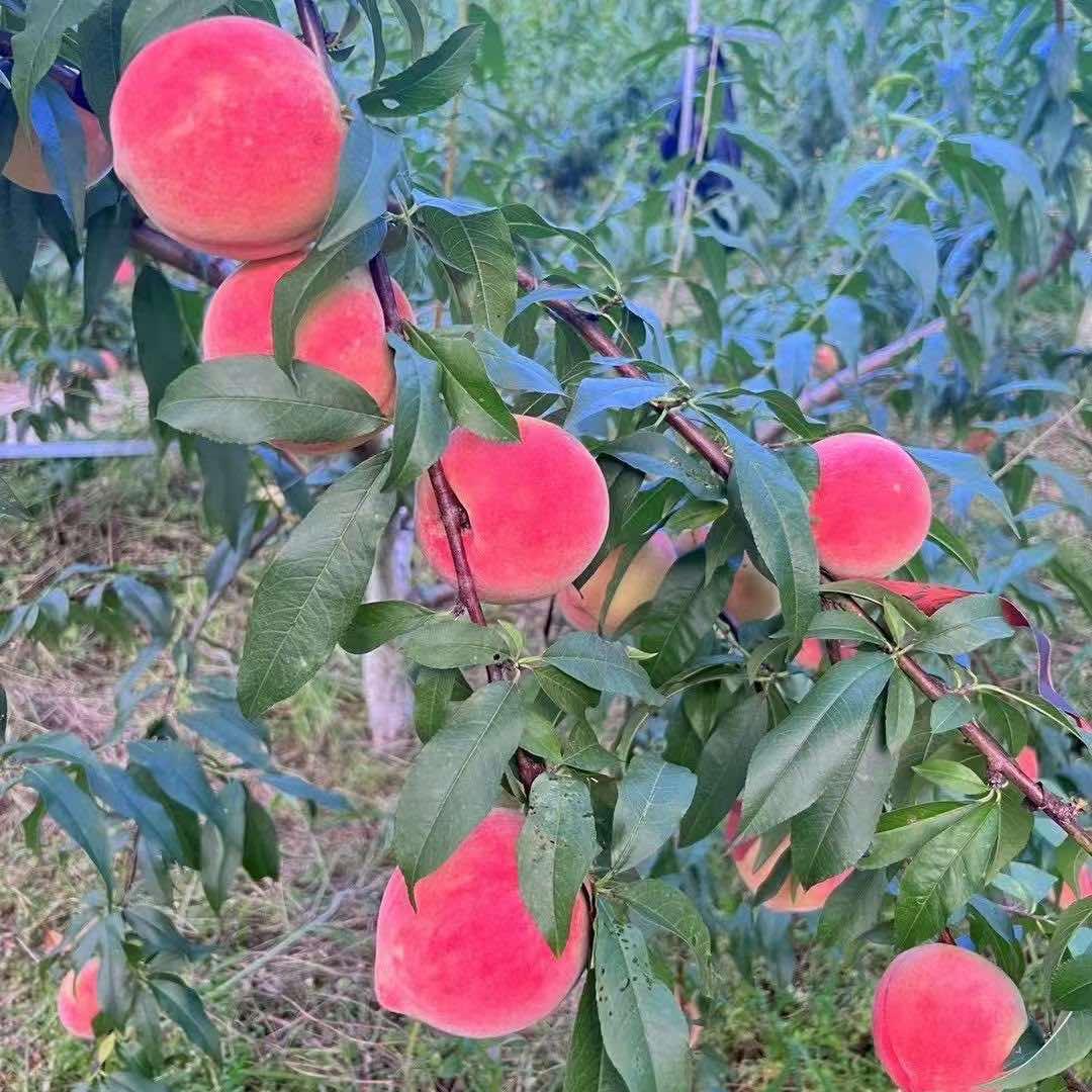 黔西市雪蜜水果种植园