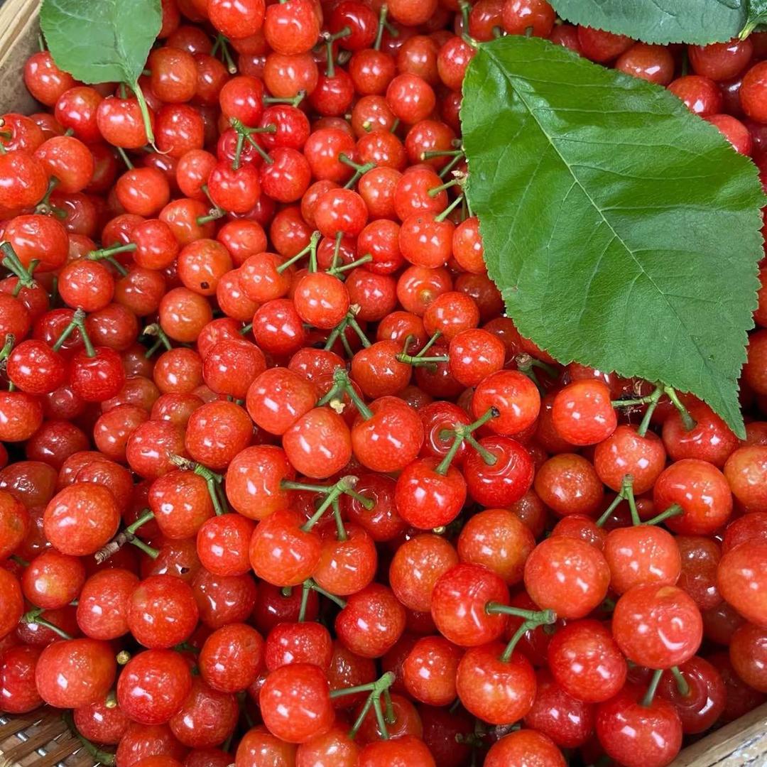 月光会家庭农场（鲜森生鲜）