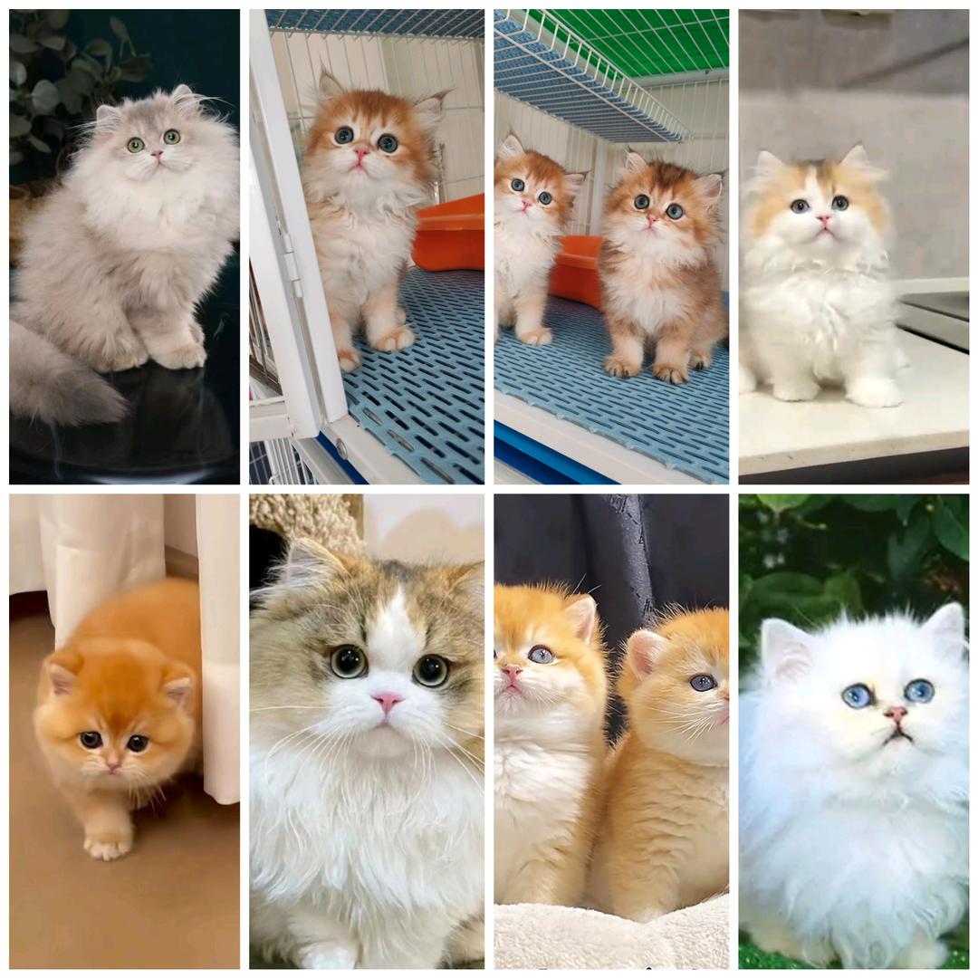 招财猫猫舍