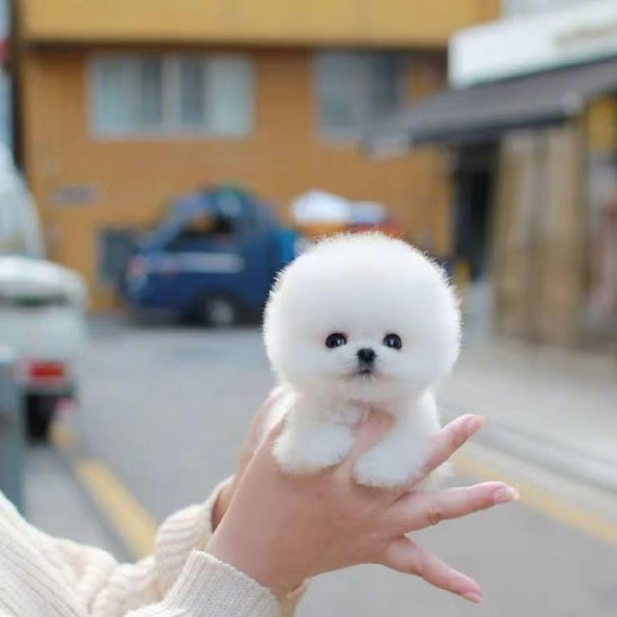 翊豪.服饰博美宠粉1号