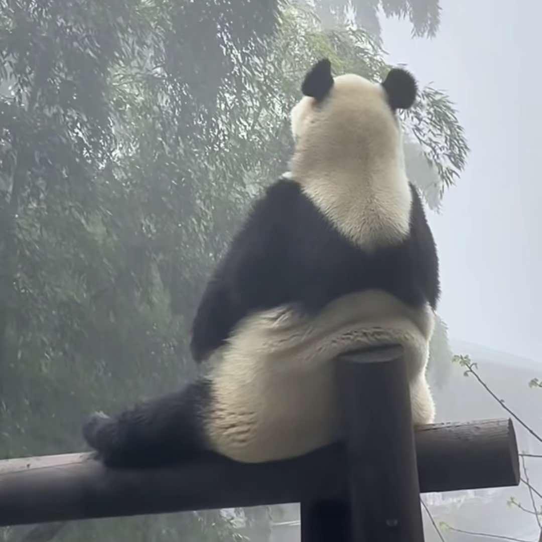 慢半拍          ╰╮   🪳