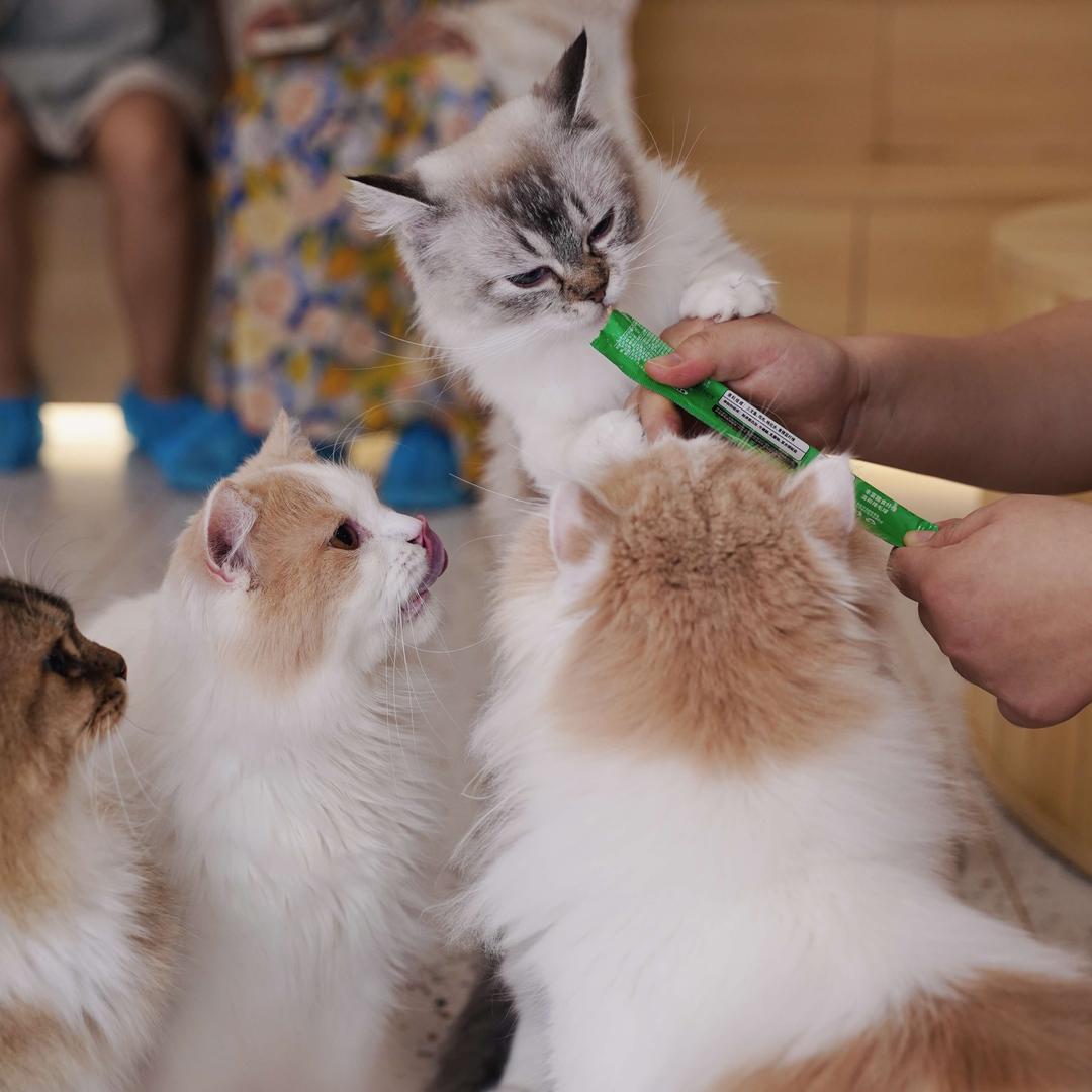 猫域Coffee