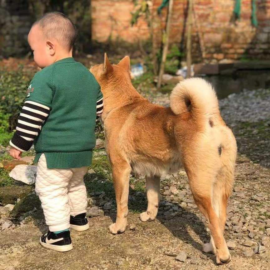 爱养狗的老王