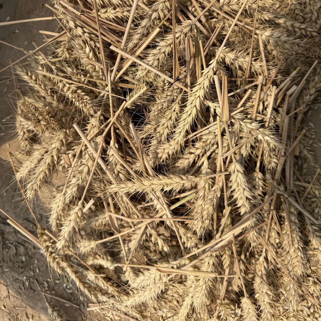 大爱助农家乐农场官方号