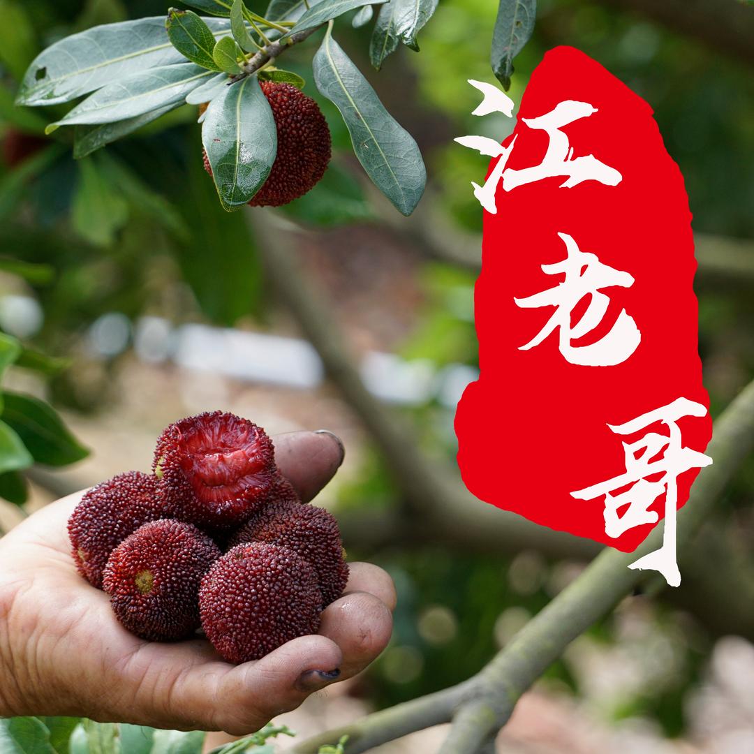 江老哥杨梅生态园