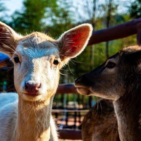 冯庄生态园动物世界