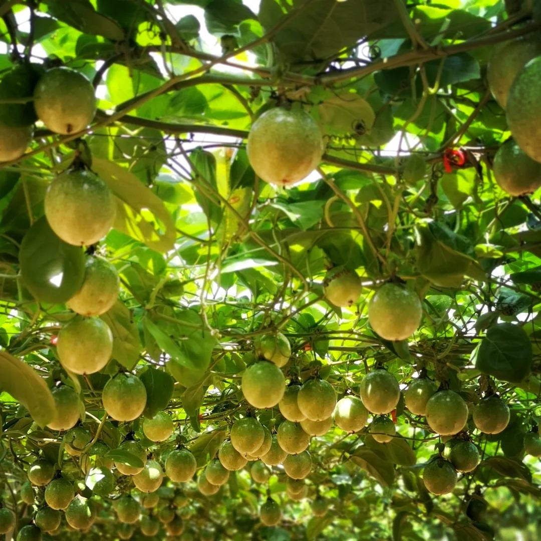 海森文化宠粉号小丽