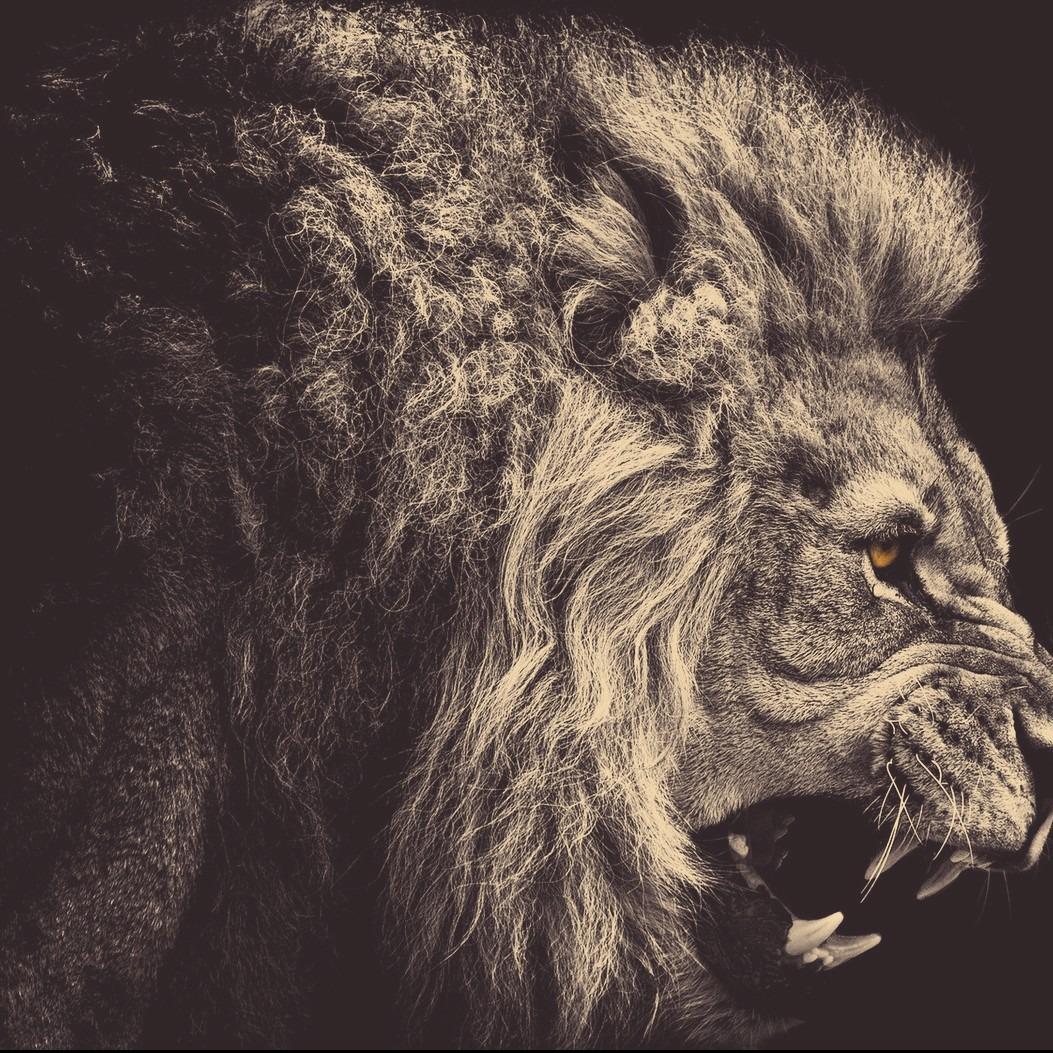 盛烟酒商行(科化北路店)官方号