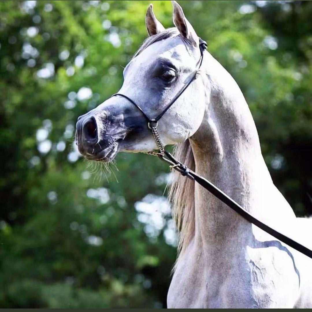 君诚野骑官方号