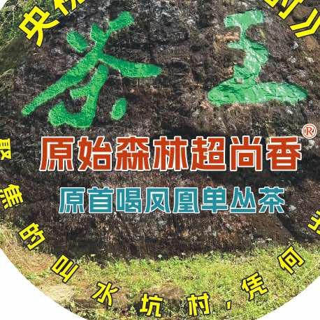 原始森林超尚香