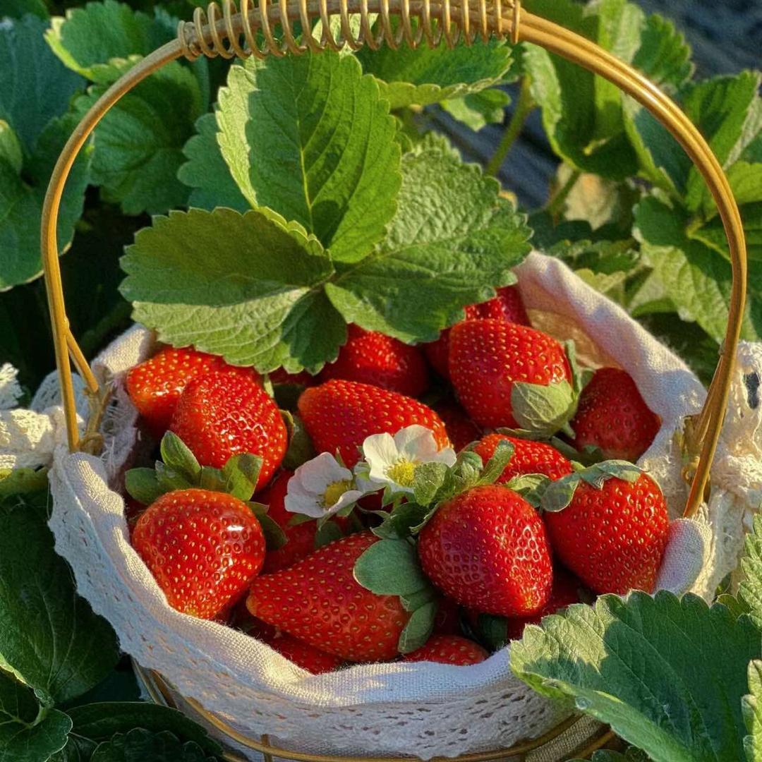 金朵雷草莓采摘基地