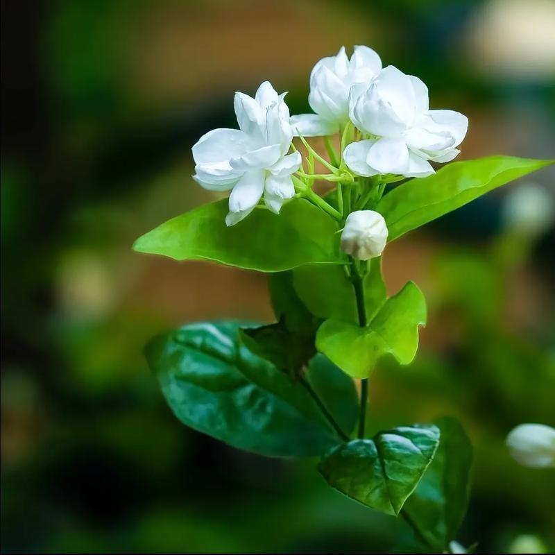 按规范萨-生活号
