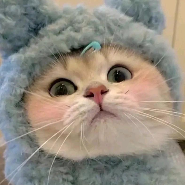 宠物美吧