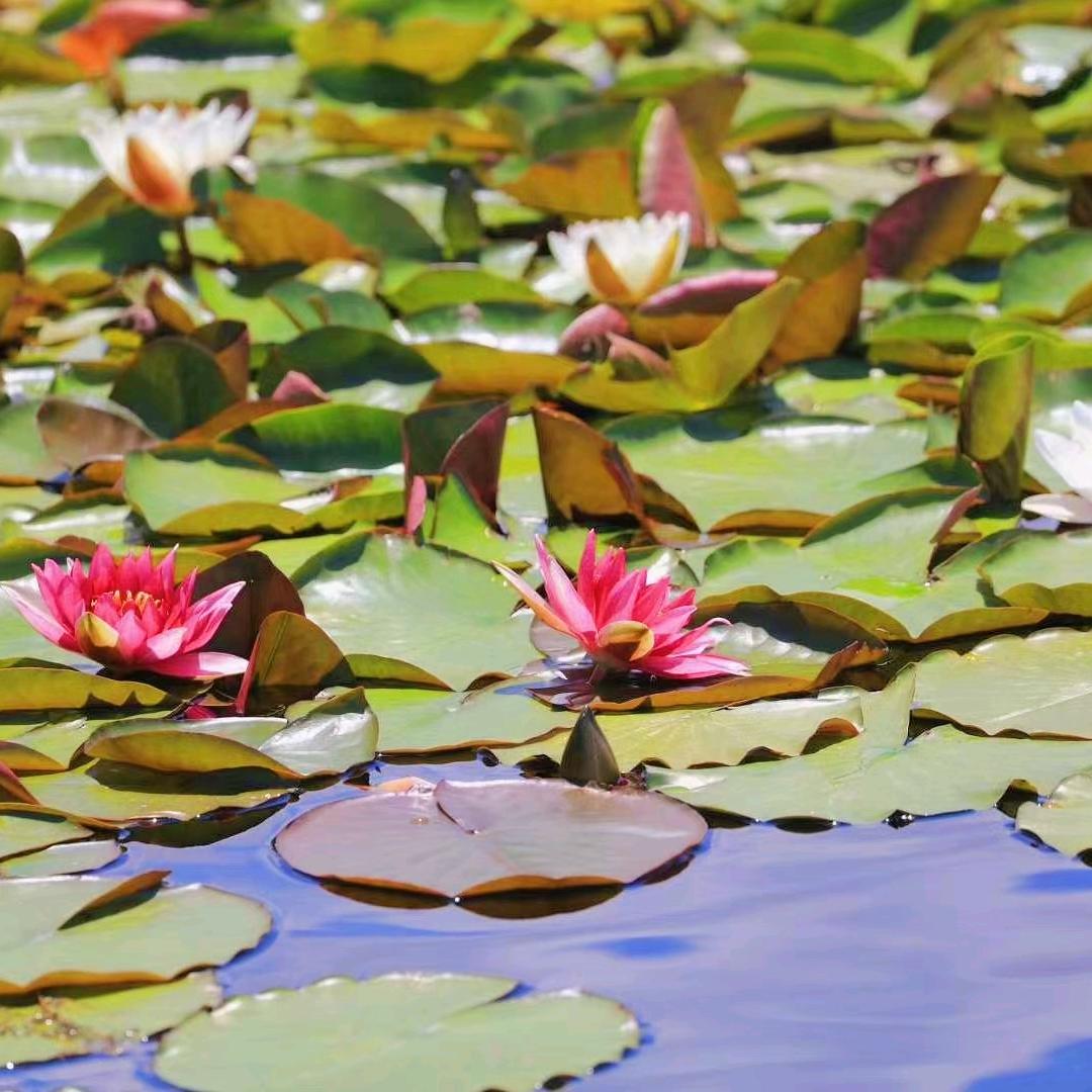 博斯腾湖莲花湖旅游景区
