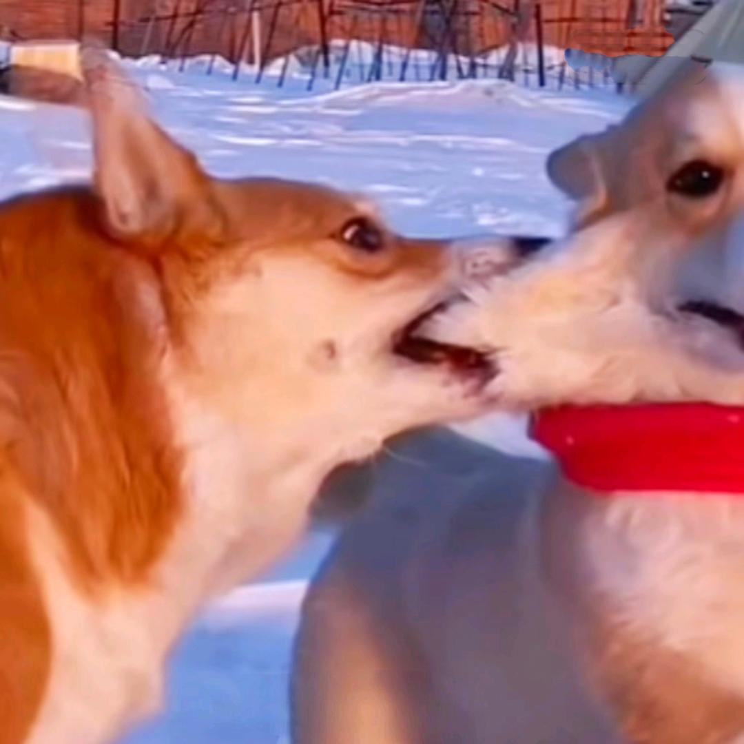雪颍·秘制蟹黄堡